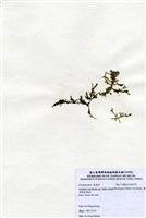 藏品(棒型總狀蕨藻)的圖片
